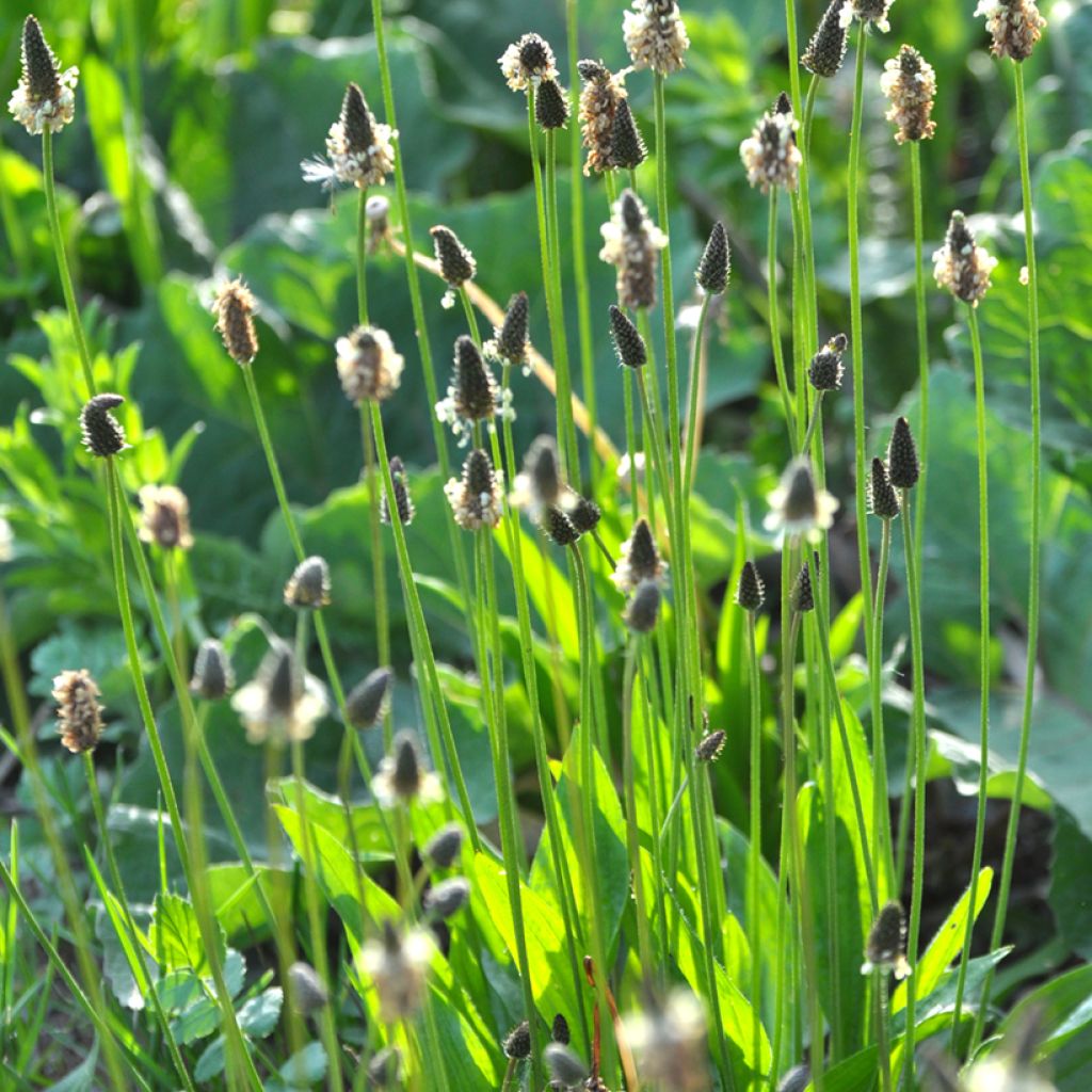 Plantago lanceolata Bio - Piantaggine