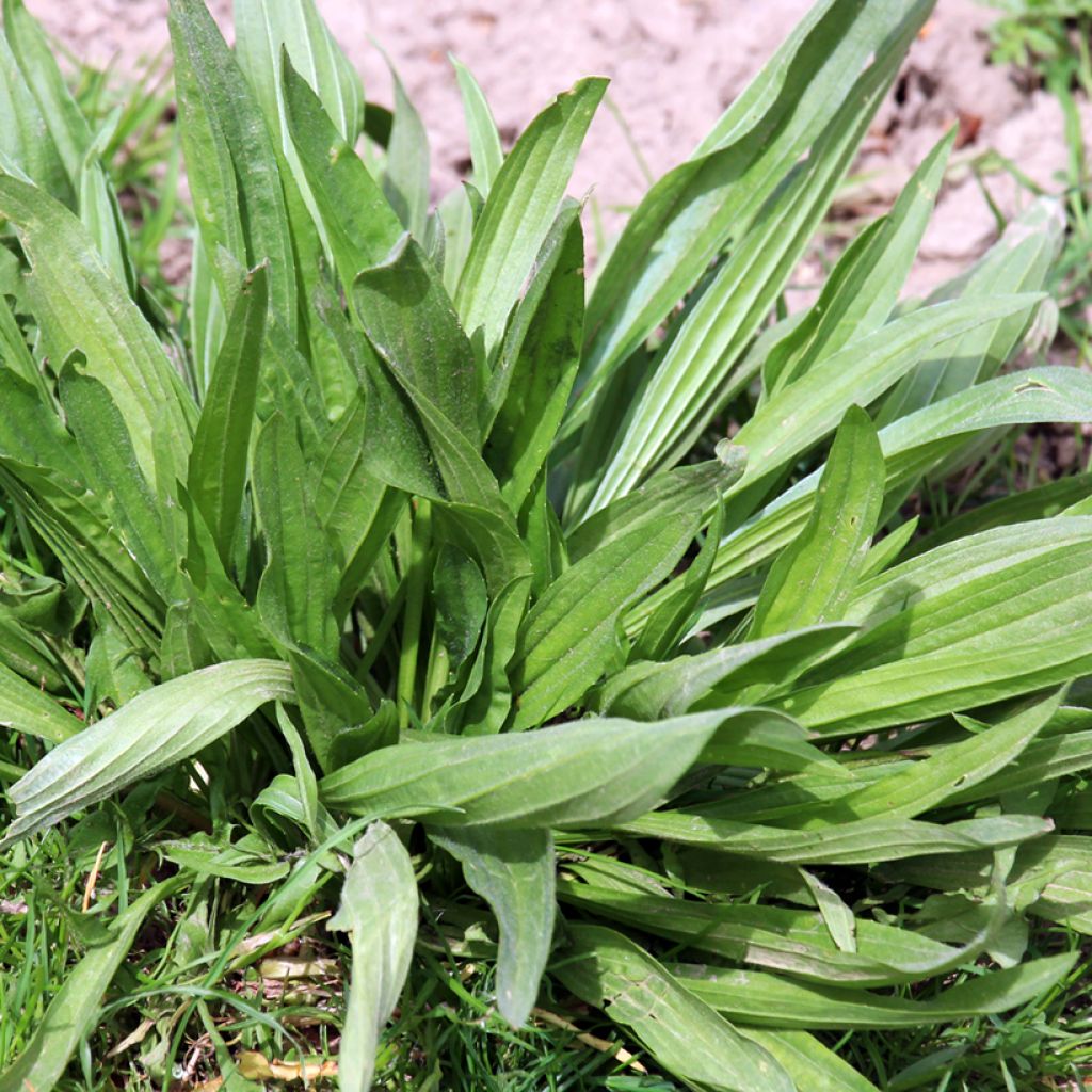 Plantago lanceolata Bio - Piantaggine