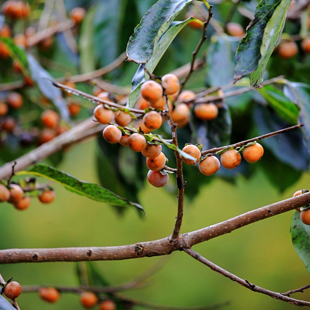 Diospyros lotus - Cachi