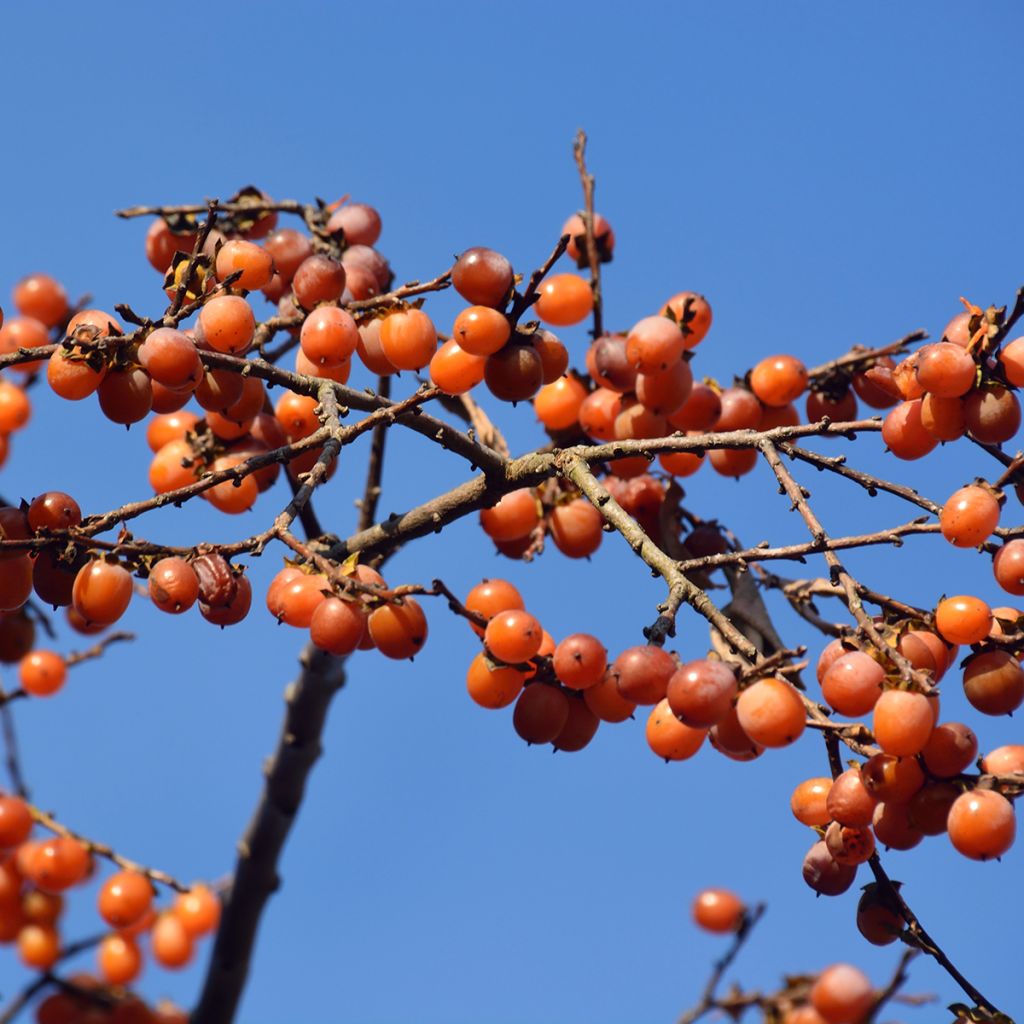 Diospyros lotus - Cachi