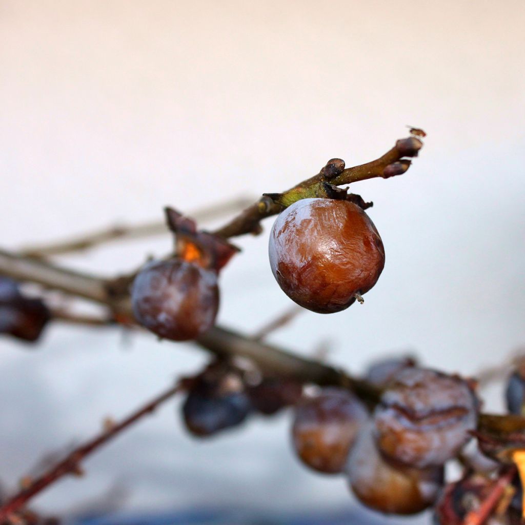 Diospyros lotus - Cachi