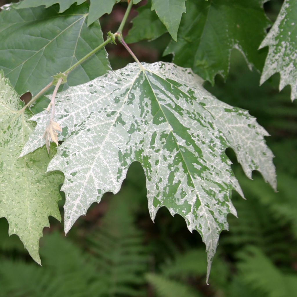 Platanus hispanica Suttneri - Platano