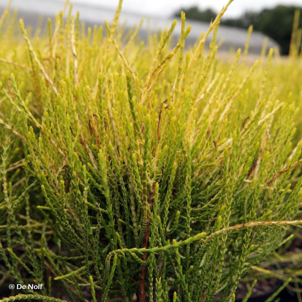 Platycladus orientalis Franky Boy - Thuya d'Orient nain