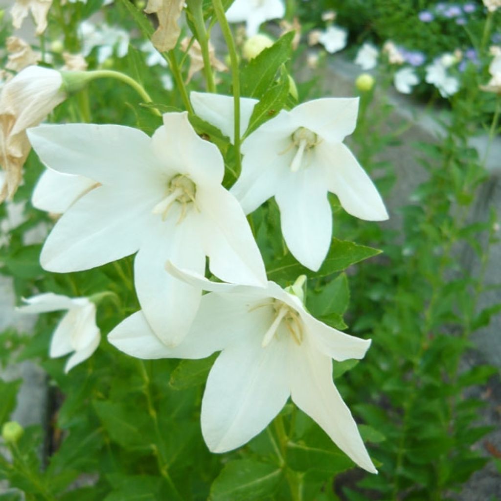 Platycodon grandiflorus Fuji White - Campanula cinese