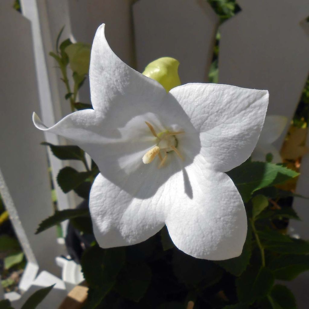 Platycodon grandiflorus Astra White - Campanula cinese