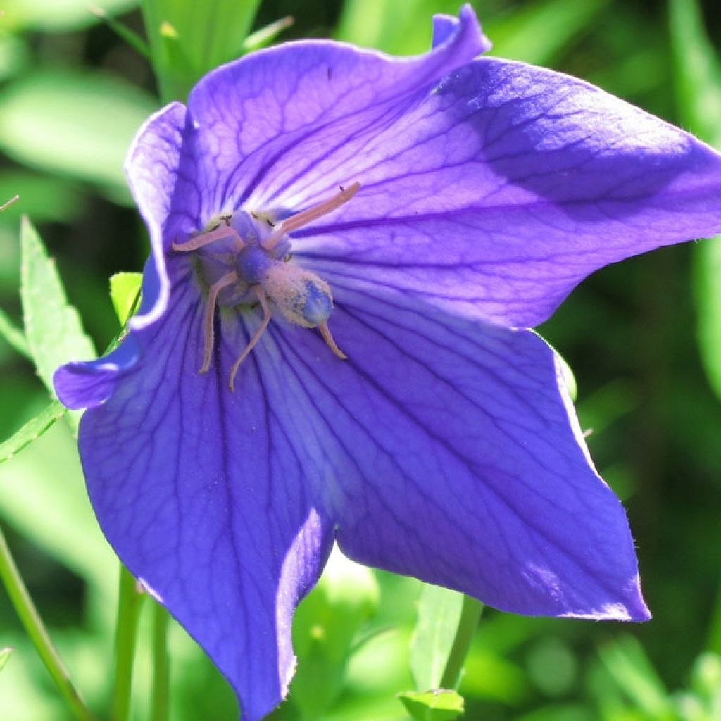 Platycodon grandiflorus Mariesii - Campanula cinese