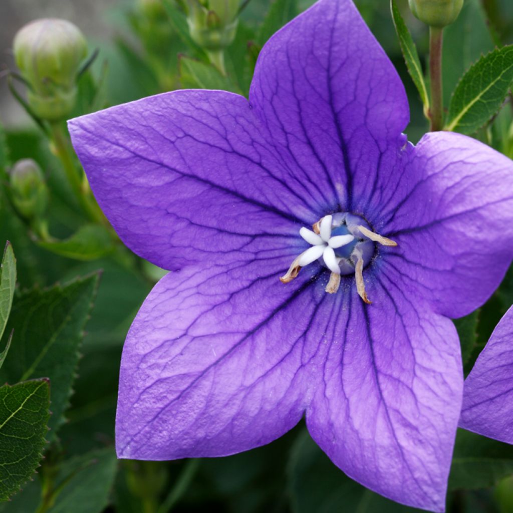 Platycodon grandiflorus Mariesii - Campanula cinese