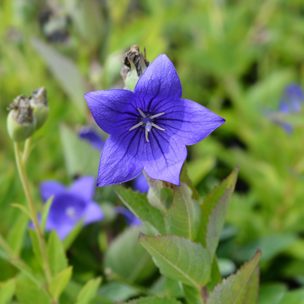 Platycodon grandiflorus Mariesii - Campanula cinese