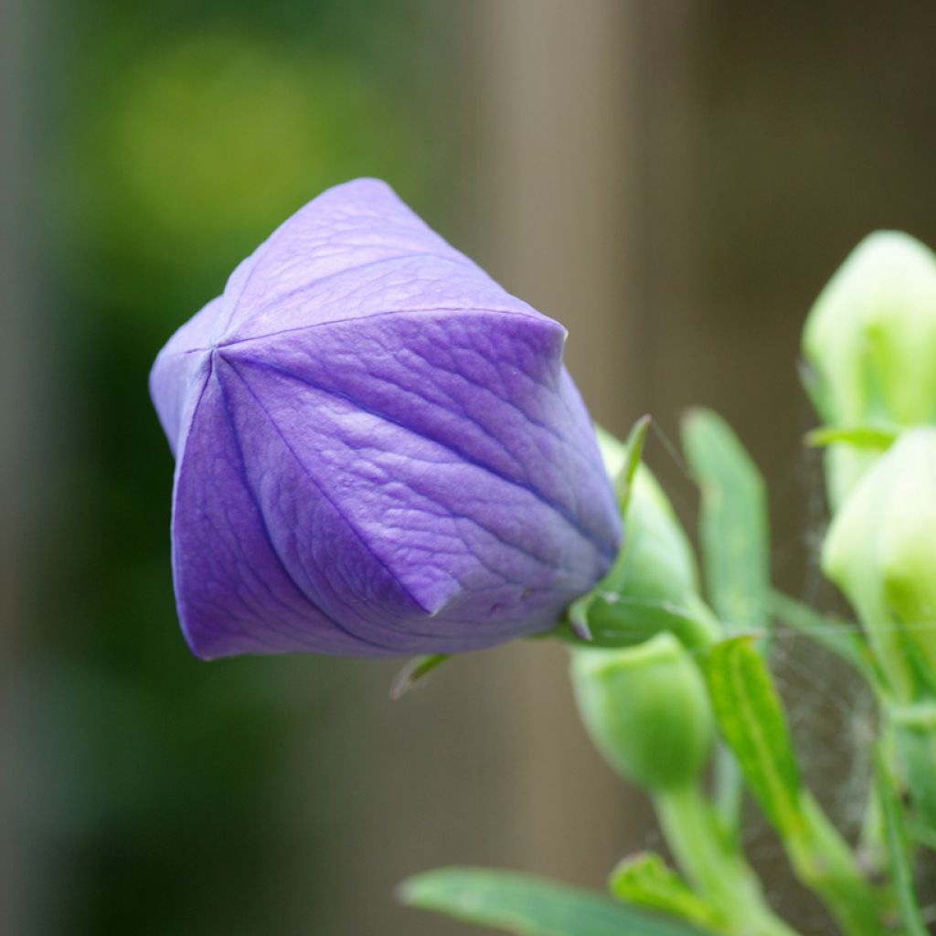 Platycodon grandiflorus Mariesii - Campanula cinese