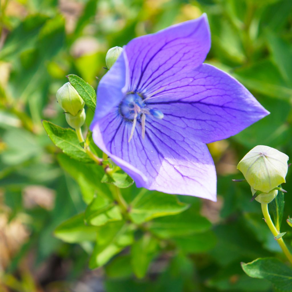 Platycodon grandiflorus Mariesii - Campanula cinese