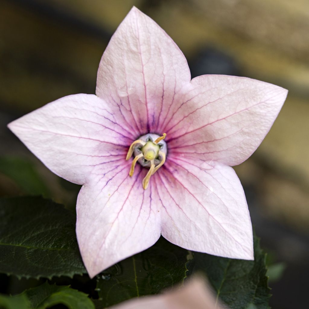 Platycodon grandiflorus Perlmutterschale - Campanula cinese