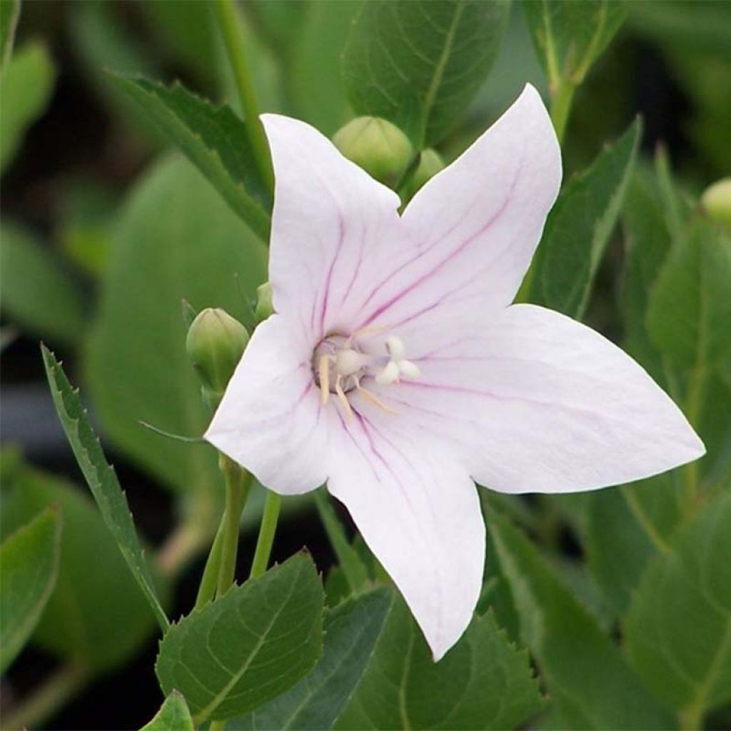 Platycodon grandiflorus Perlmutterschale - Campanula cinese