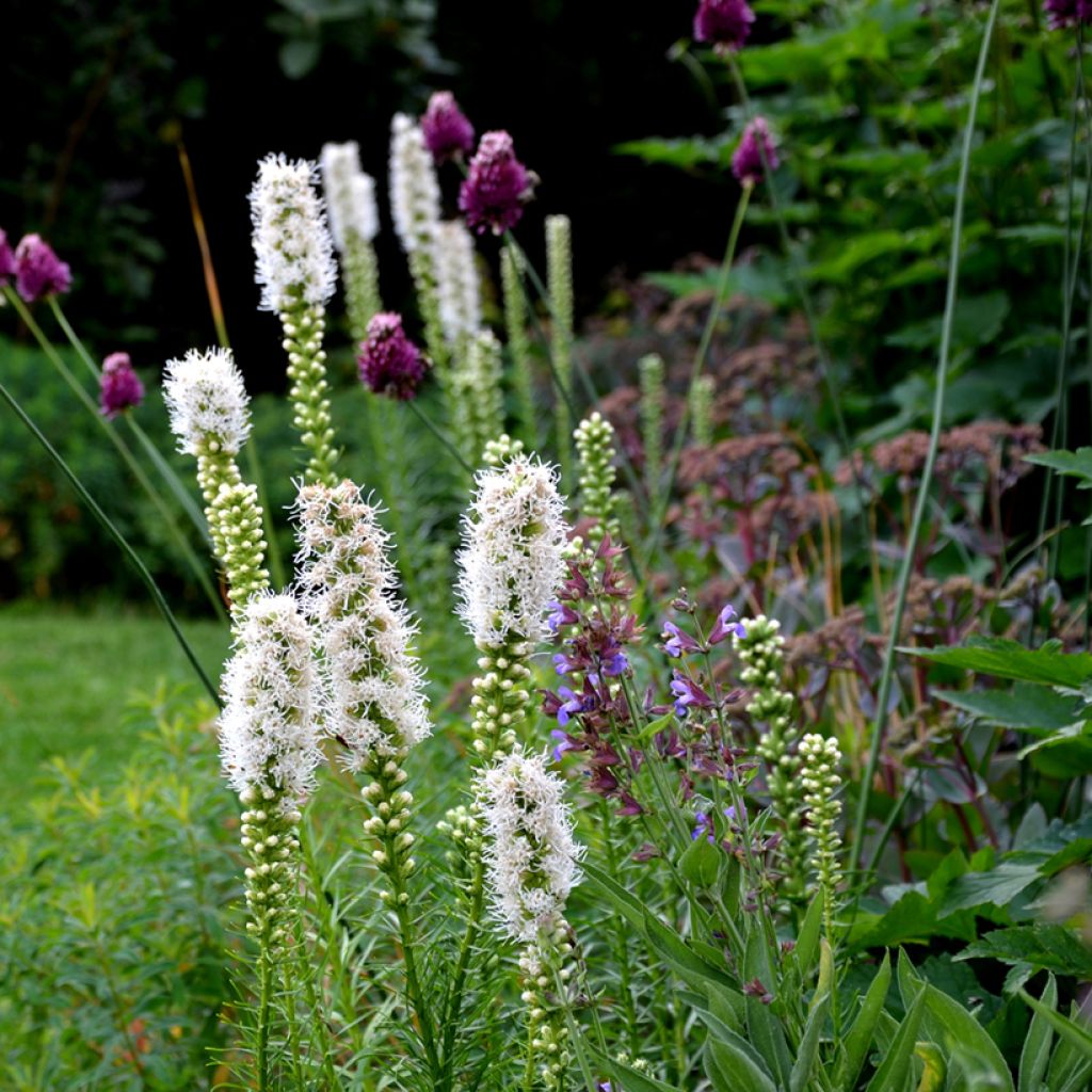 Liatris spicata Alba