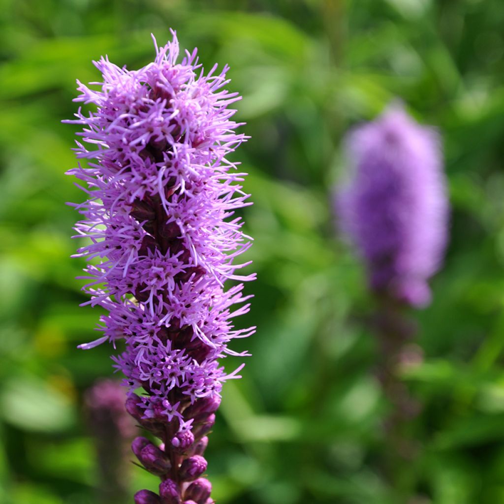 Liatris spicata Kobold