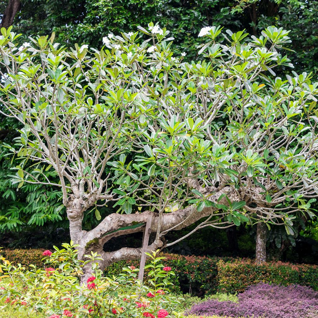 Plumeria obtusa - Frangipanier