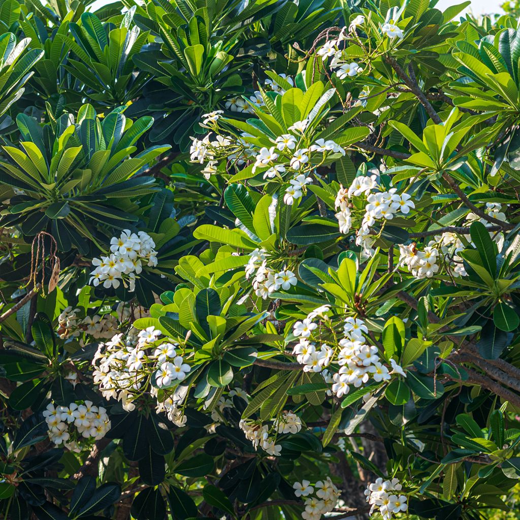 Plumeria obtusa - Frangipanier