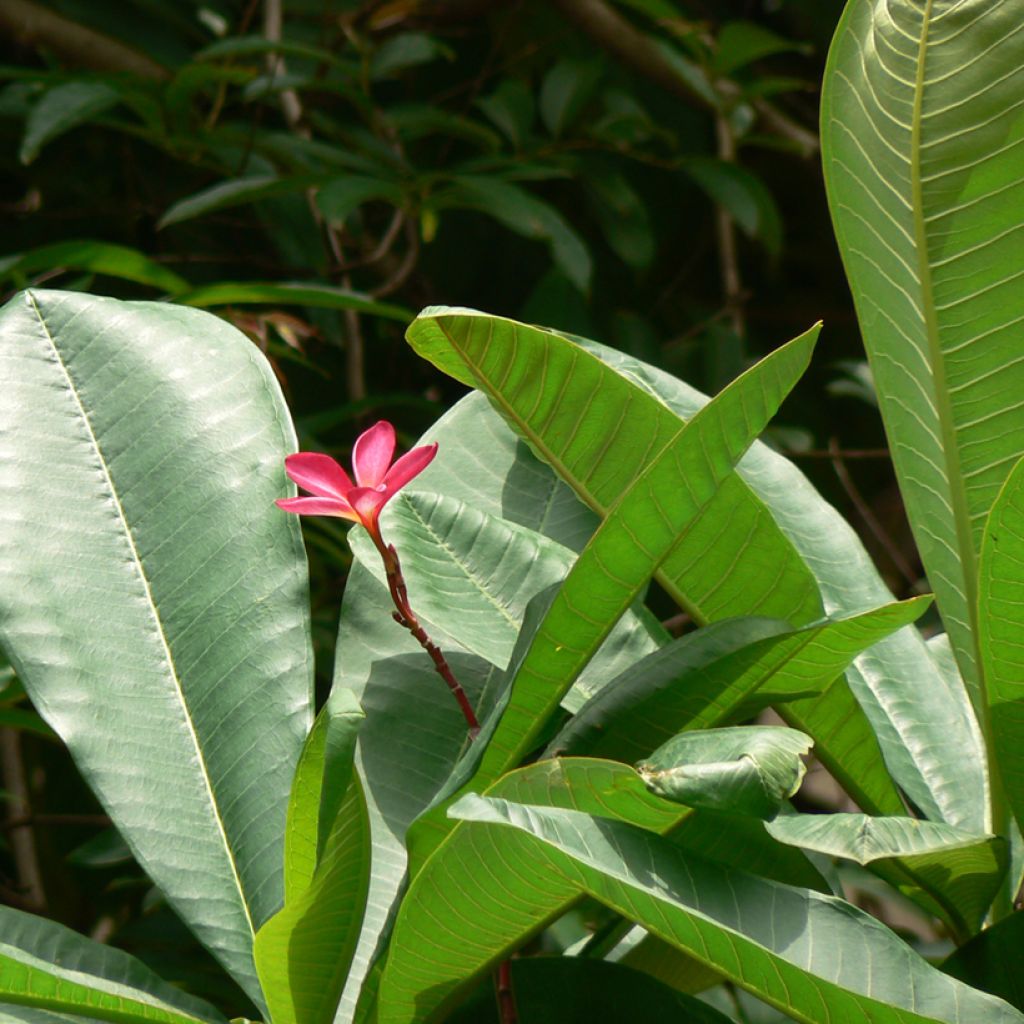 Plumeria rubra - Frangipani Pomelia