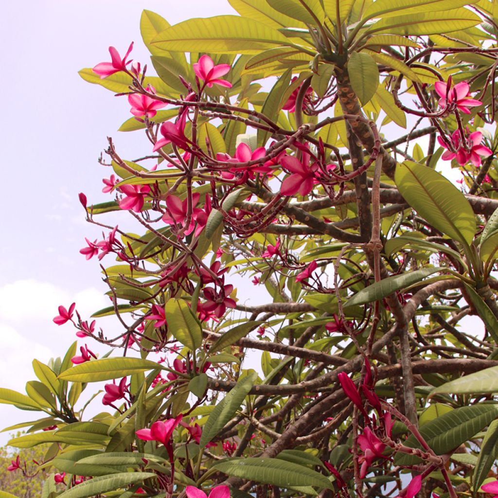 Plumeria rubra - Frangipani Pomelia