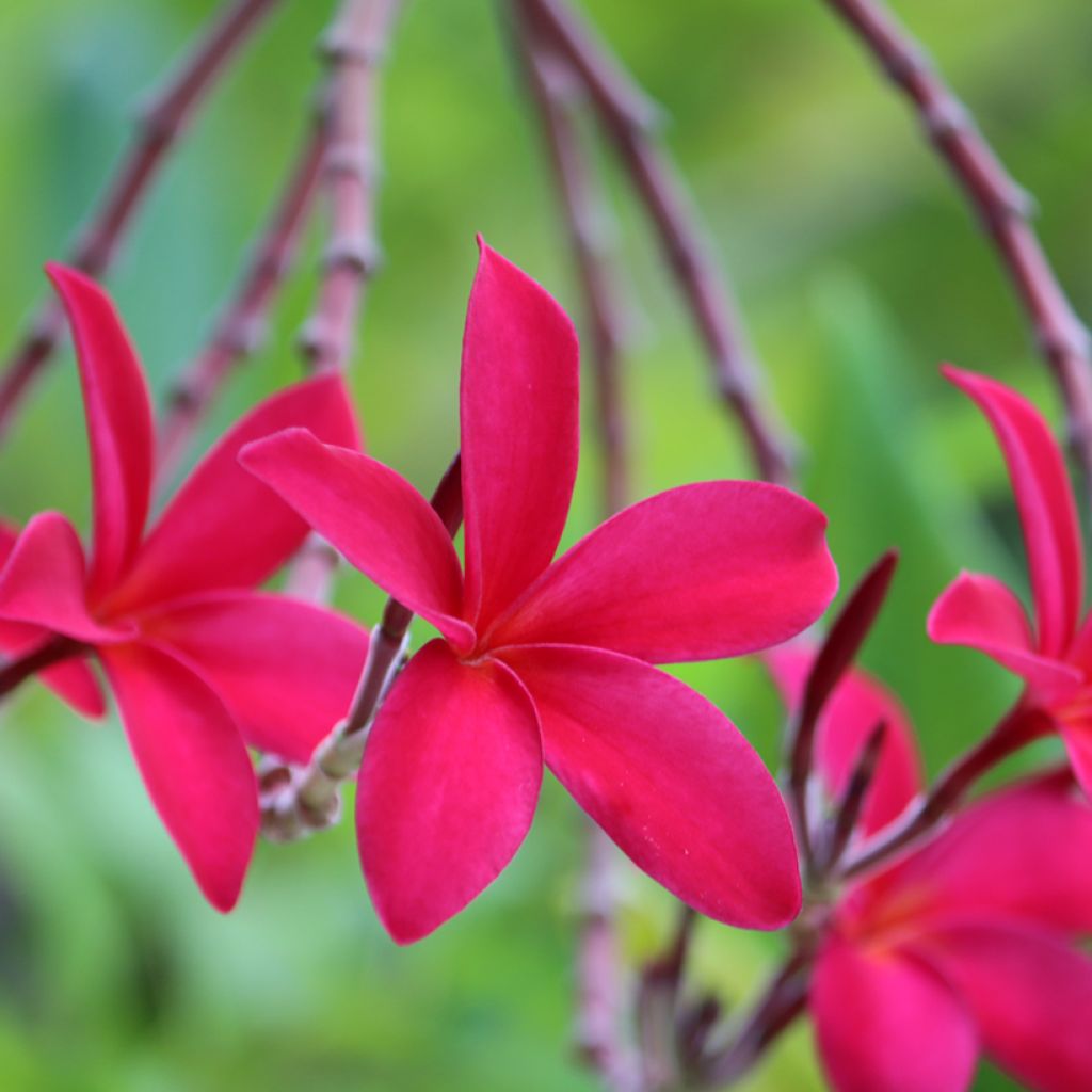 Plumeria rubra - Frangipani Pomelia