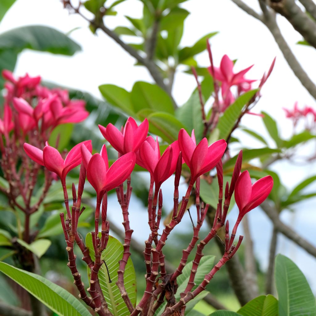 Plumeria rubra - Frangipani Pomelia