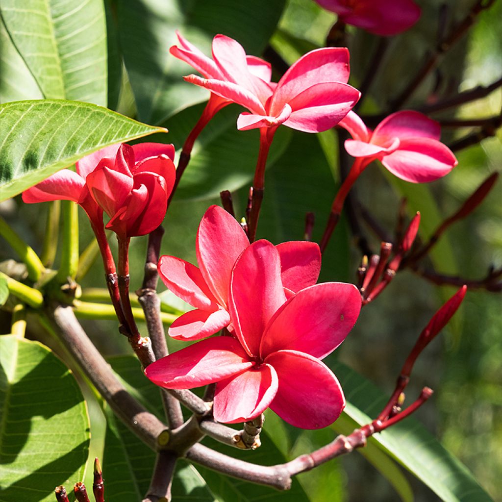 Plumeria rubra - Frangipani Pomelia