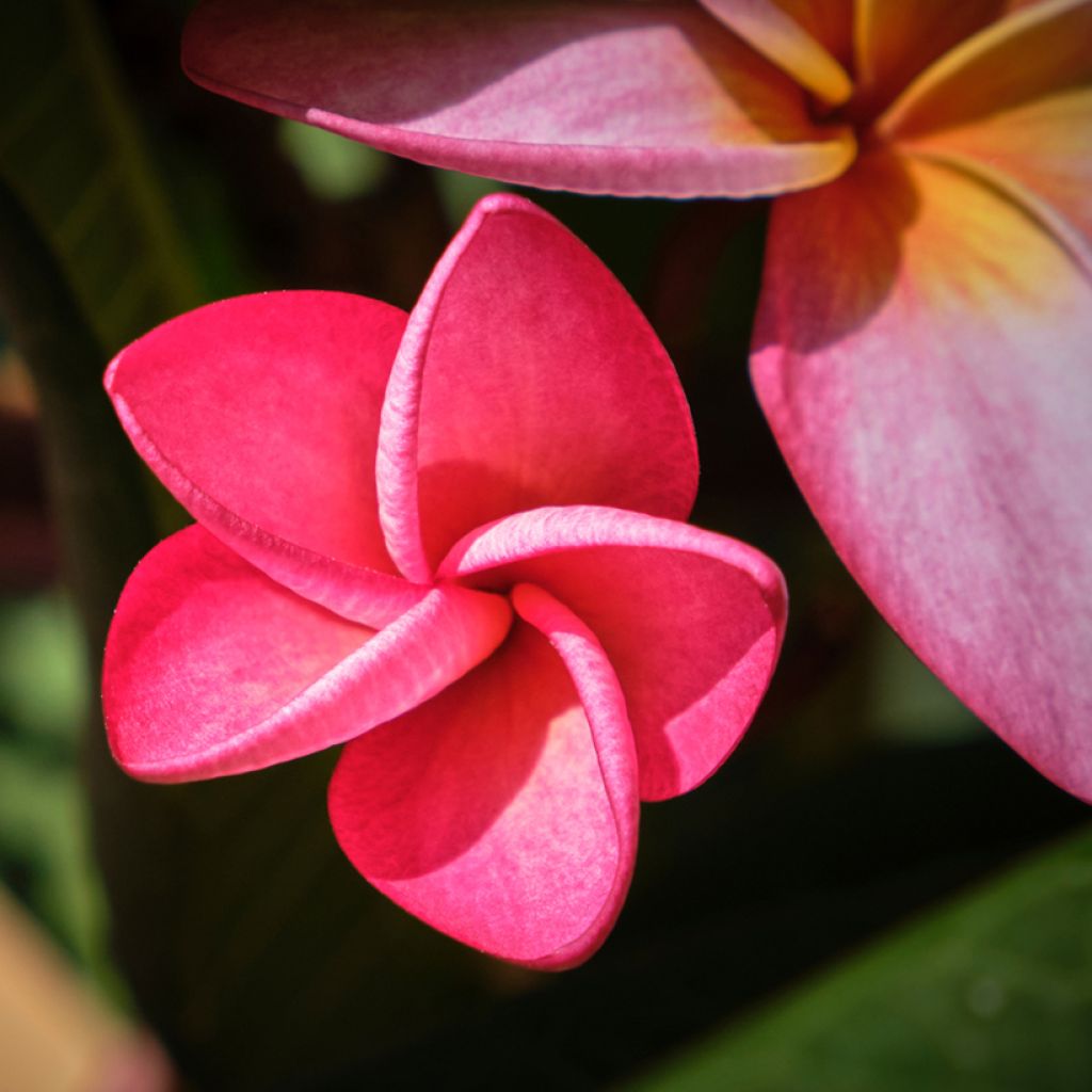 Plumeria rubra - Frangipani Pomelia