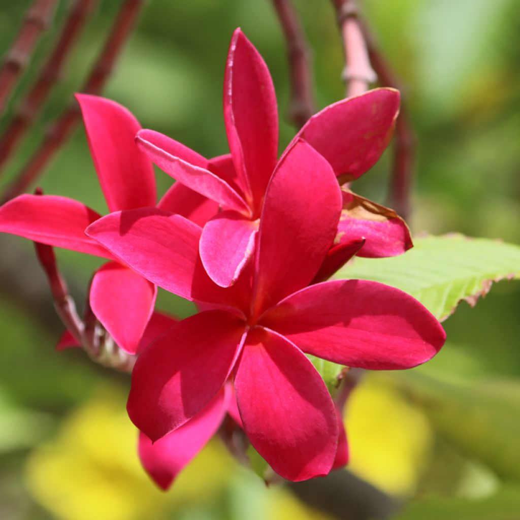 Plumeria rubra - Frangipani Pomelia