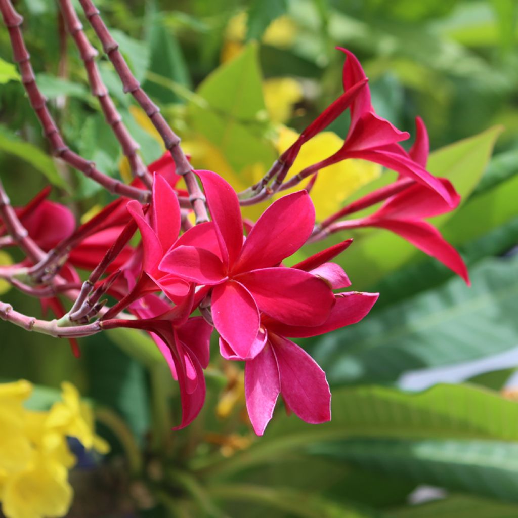 Plumeria rubra - Frangipani Pomelia