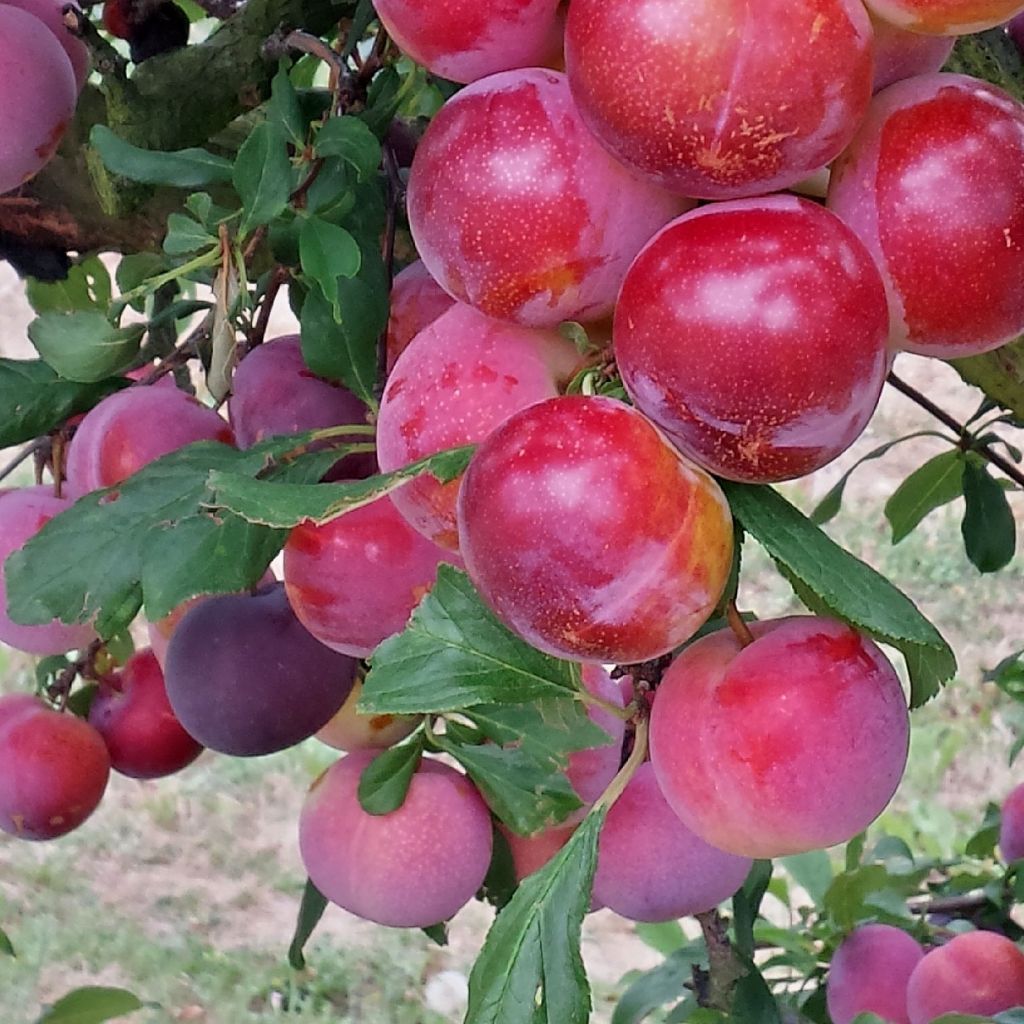 Pluot Pink Candy