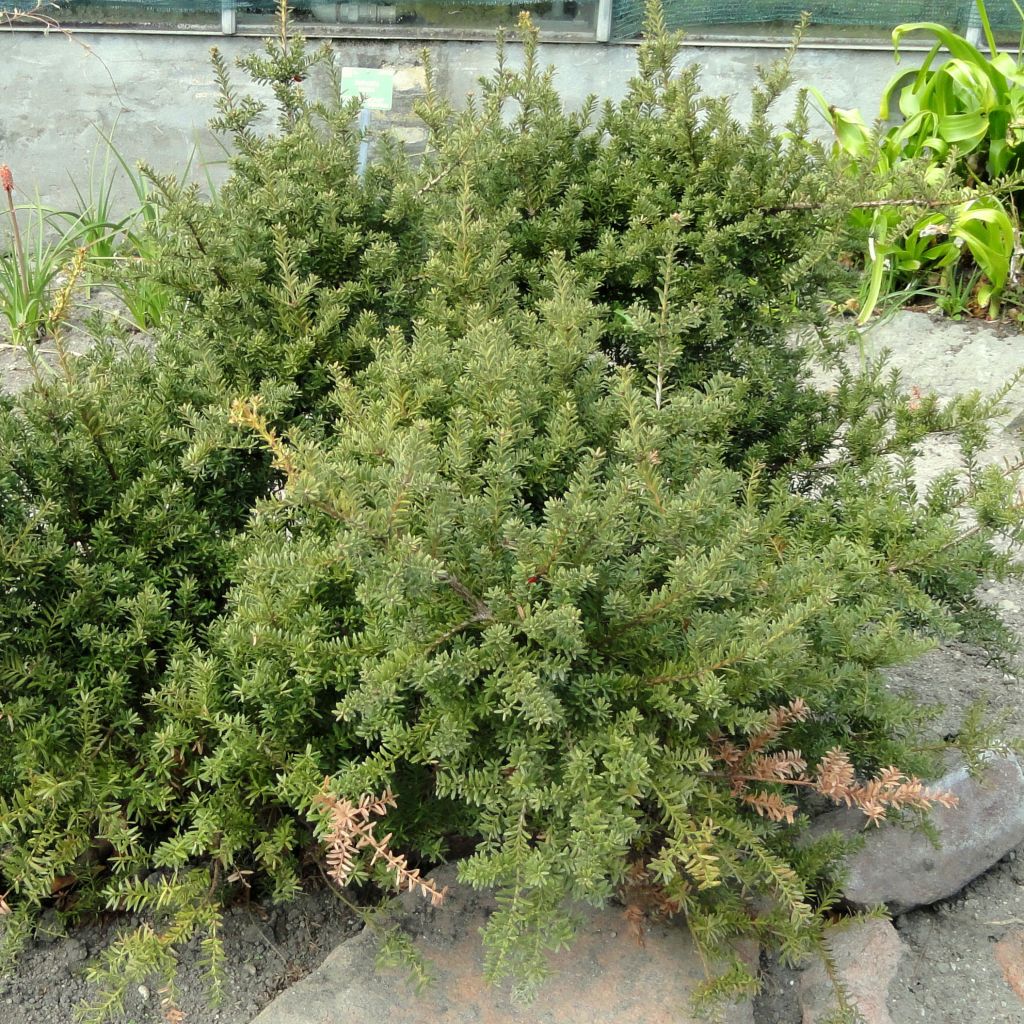 Podocarpus nivalis - Podocarpus des neiges                                