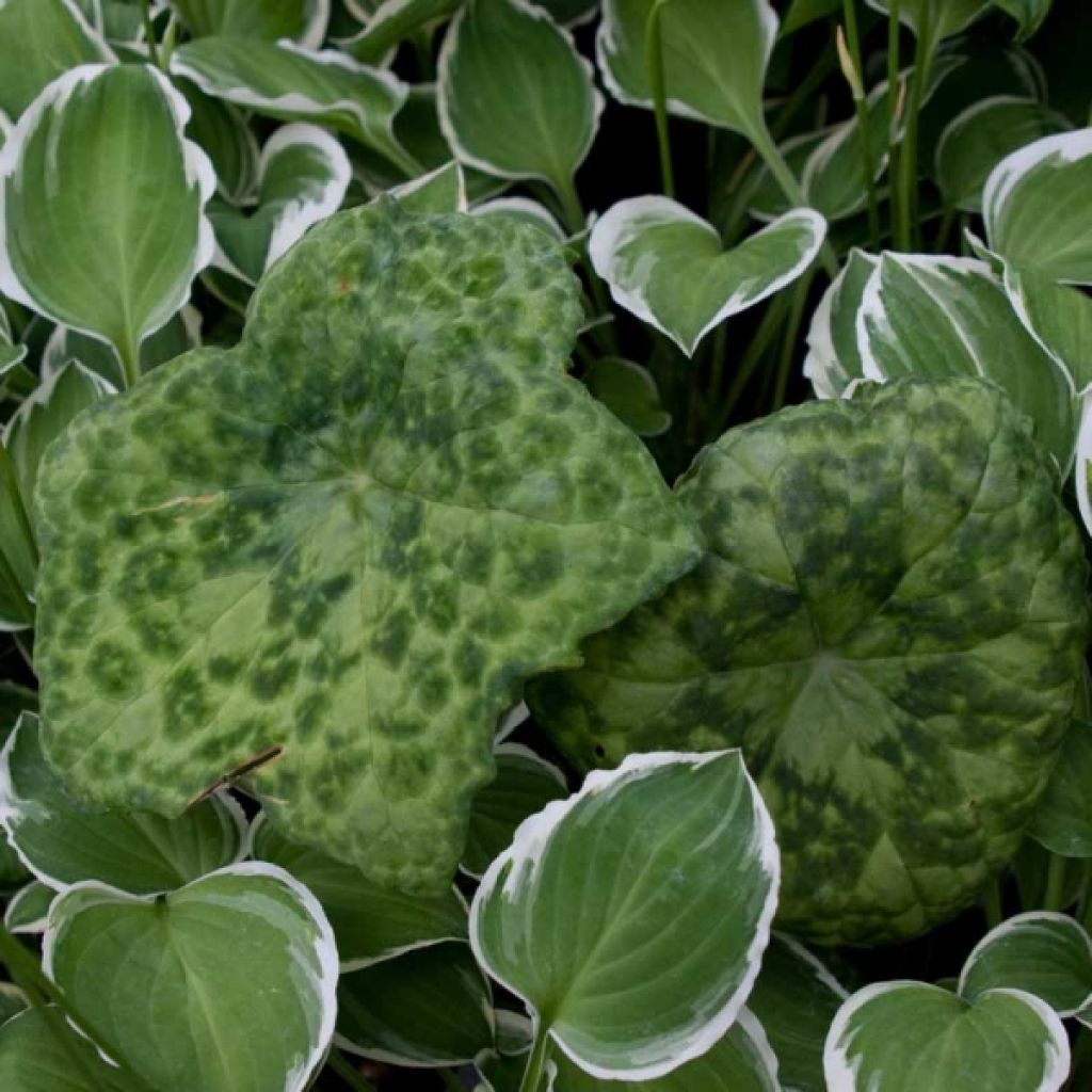 Podophyllum Spotty Dotty - Podofillo