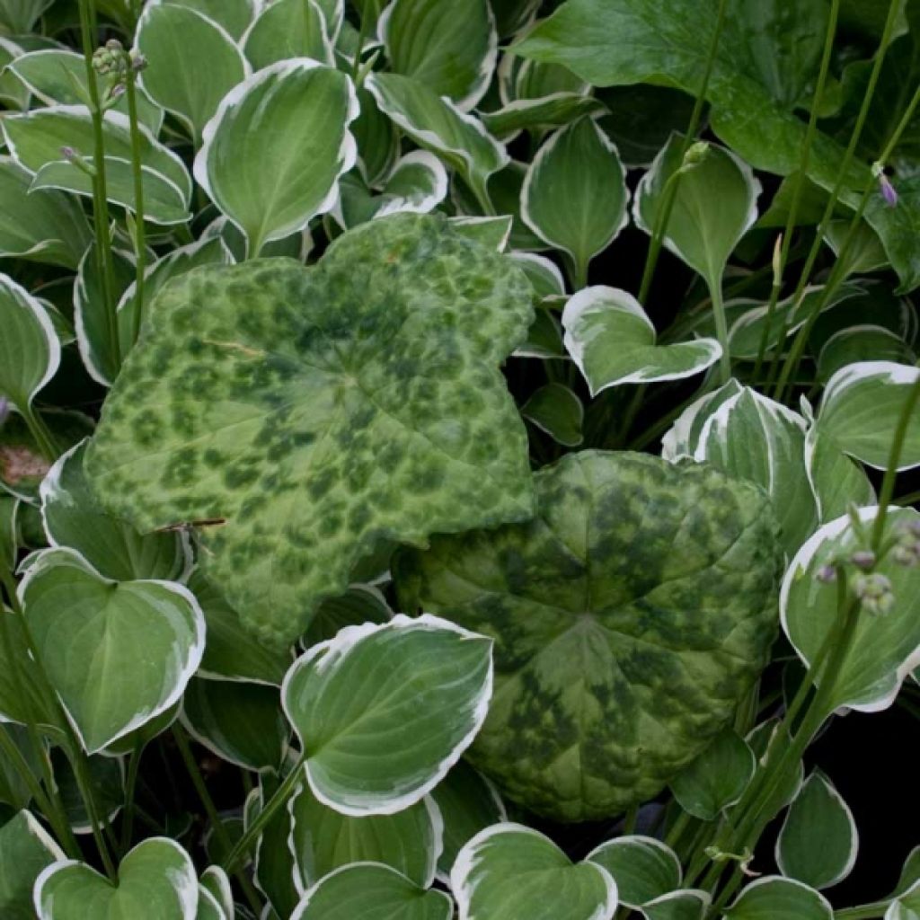 Podophyllum Spotty Dotty - Podofillo