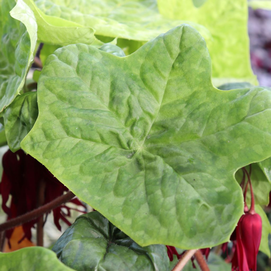 Podophyllum Spotty Dotty - Podofillo