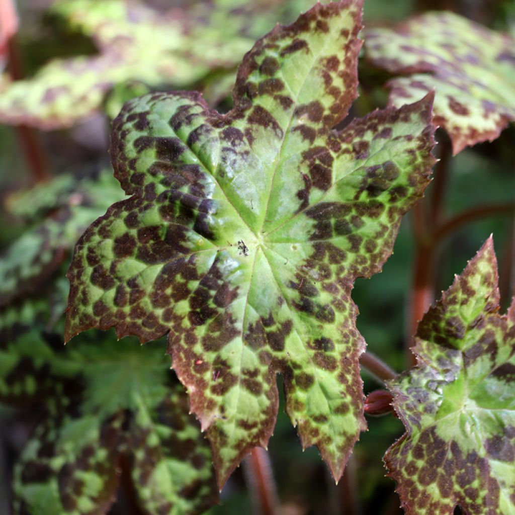 Podophyllum Spotty Dotty - Podofillo