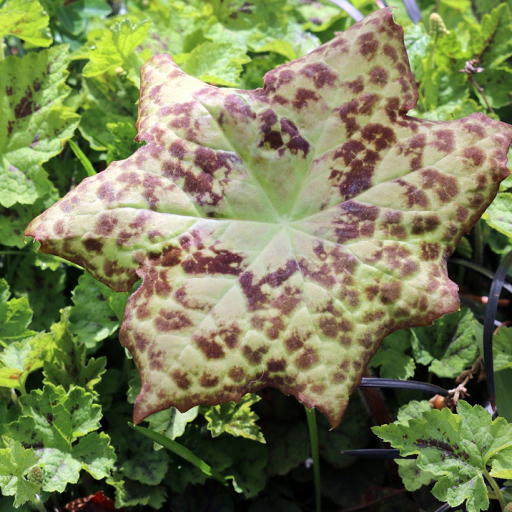 Podophyllum Spotty Dotty - Podofillo