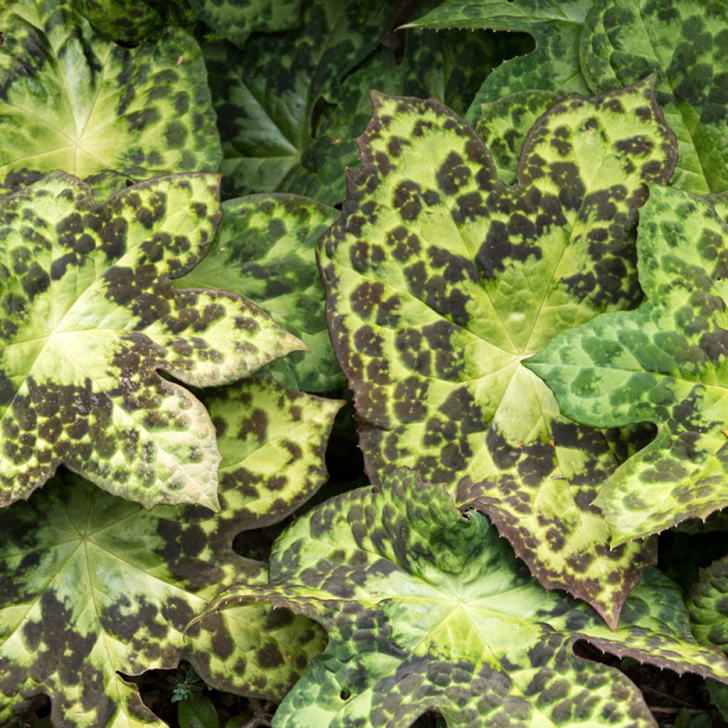 Podophyllum Spotty Dotty - Podofillo