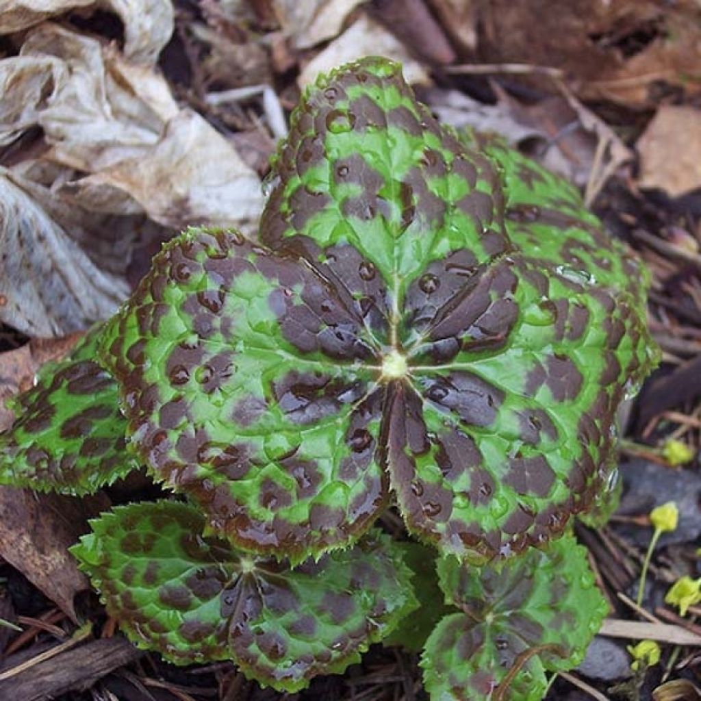 Podophyllum hexandrum - Podofillo indiano