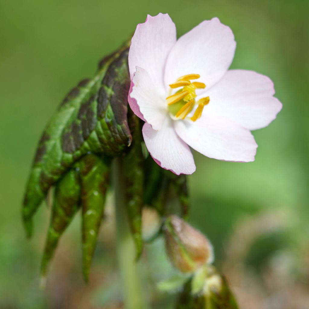 Podophyllum hexandrum - Podofillo indiano