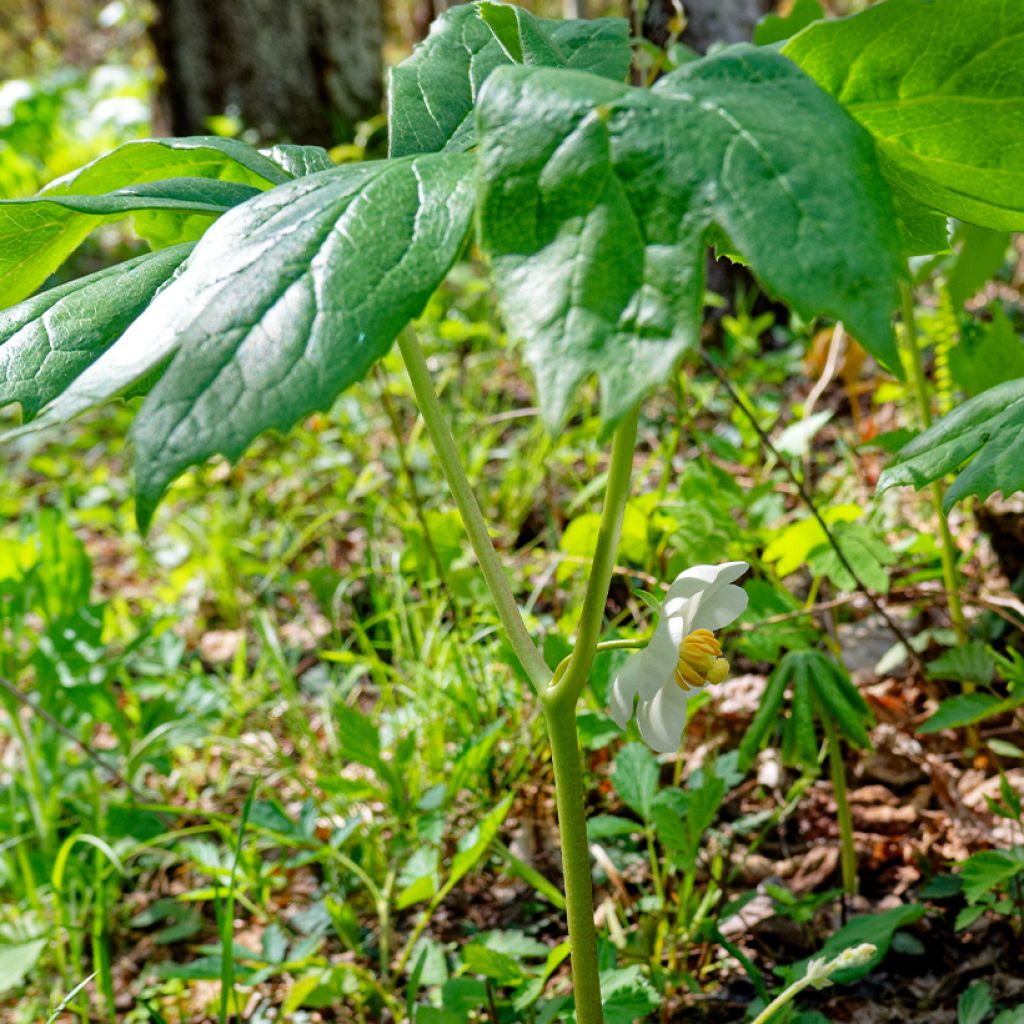 Podophyllum peltatum - Podofillo