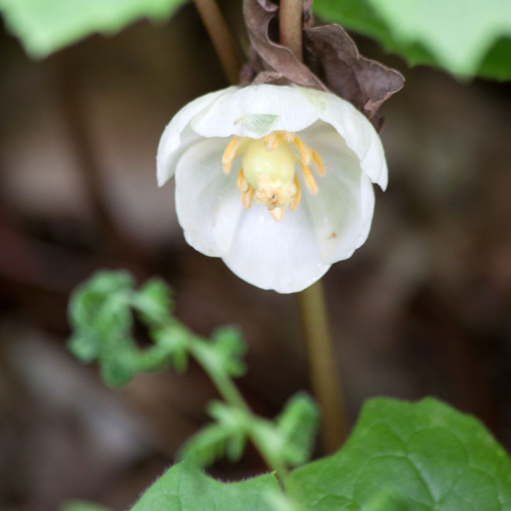 Podophyllum peltatum - Podofillo