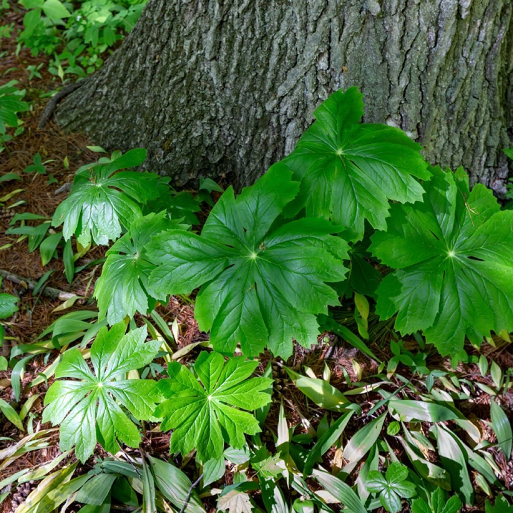 Podophyllum peltatum - Podofillo