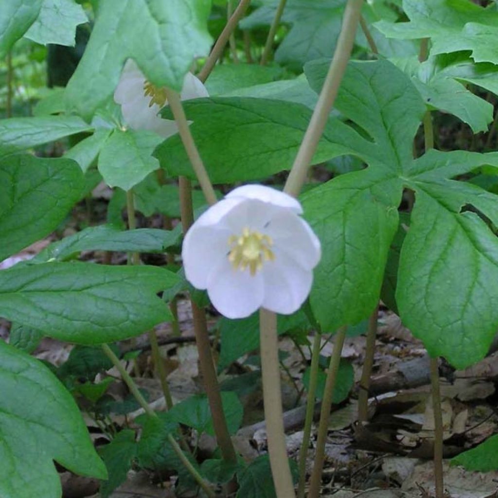 Podophyllum peltatum - Podofillo