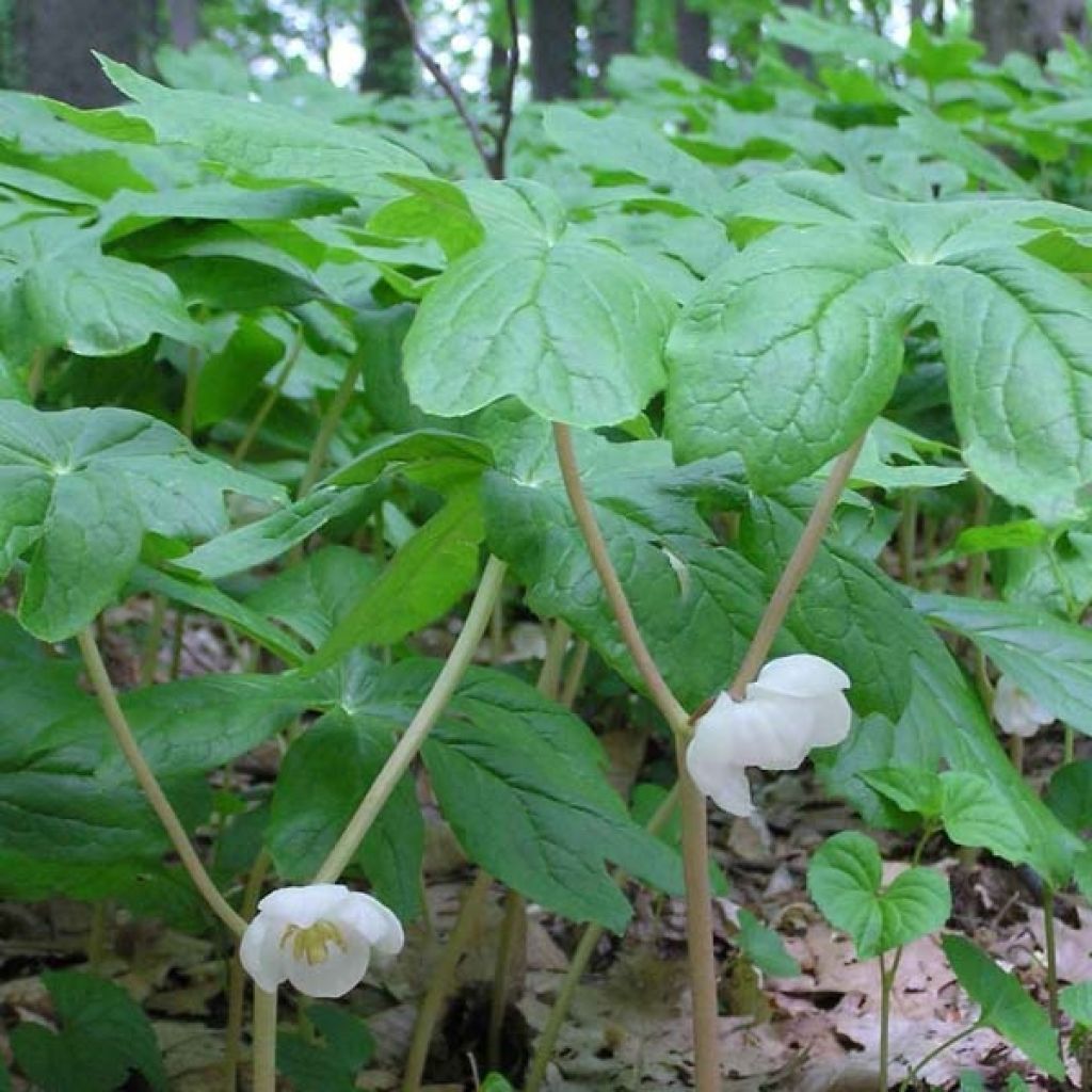 Podophyllum peltatum - Podofillo