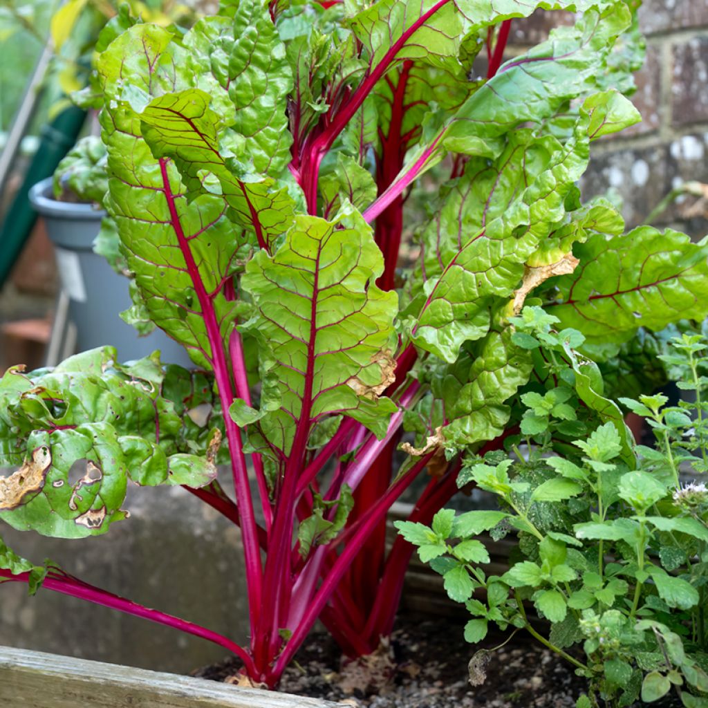 Bietola da coste Rhubarb Chard BIO