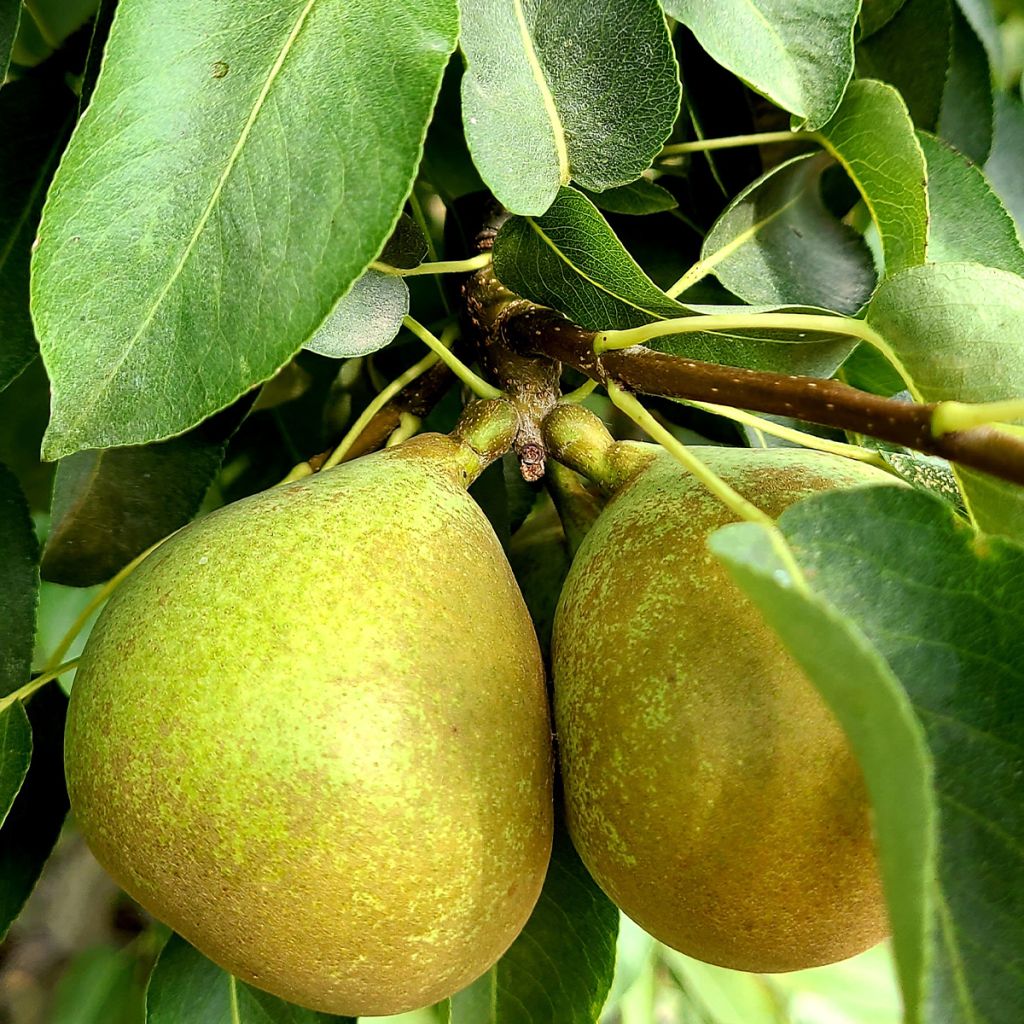 Poirier Bergamote Esperen – Pyrus communis