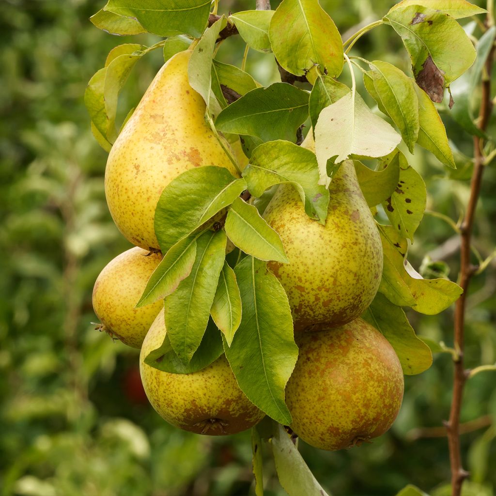 Poirier Beurre d’Amanlis - Pyrus communis