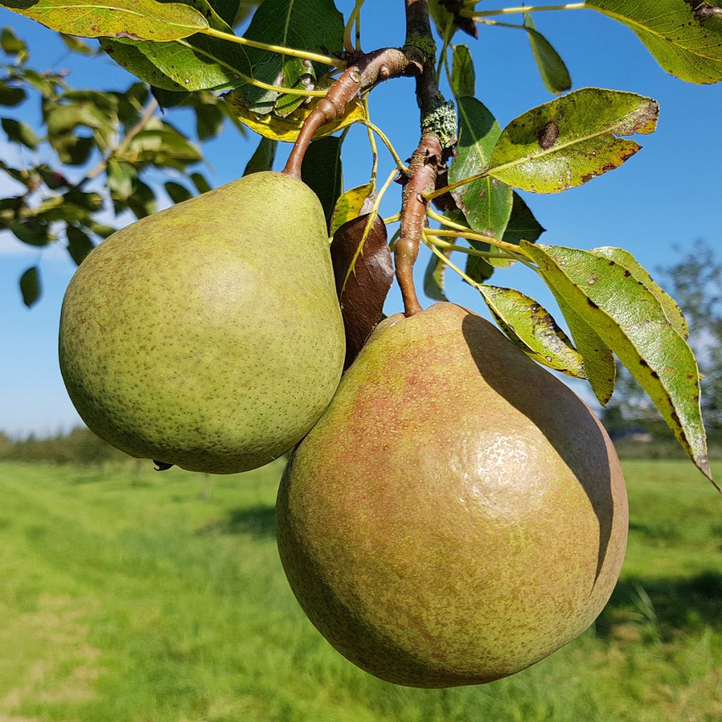 Poirier Saint Rémy - Pyrus communis Buisson en racines nues