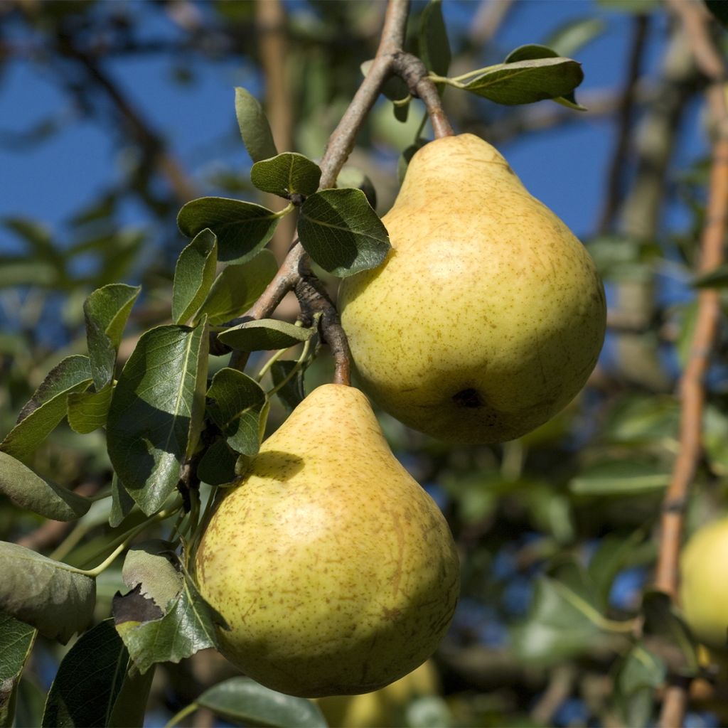 Poirier nain Fruit me Pear me William Bon-Chrétien