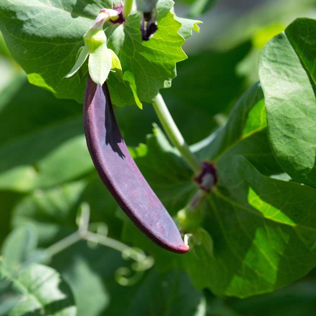 Pisello mangiatutto Shiraz