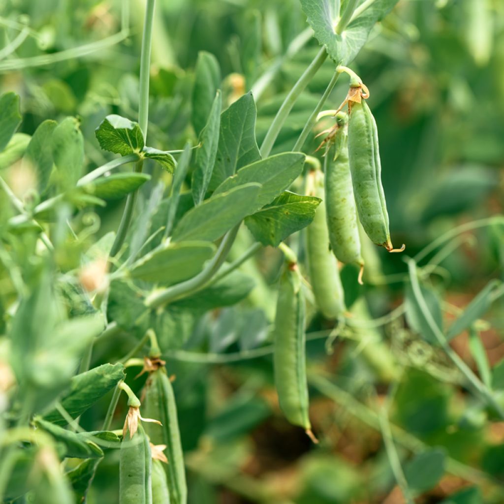 Pisello a semi rotondi nano Piccolo provenzale - Vilmorin